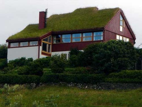 Trava na strehi